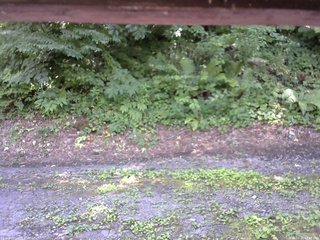 長野県菅平高原 ゆたか山荘 南側 2025/07/25 12:45