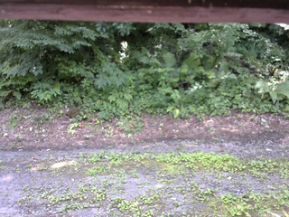 長野県菅平高原 ゆたか山荘 南側 2025/07/25 13:00