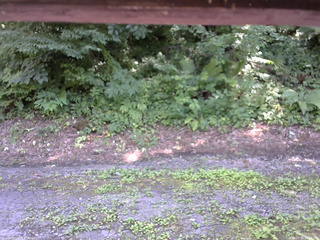 長野県菅平高原 ゆたか山荘 南側 2025/07/25 13:15