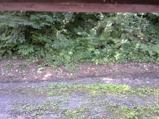 長野県菅平高原 ゆたか山荘 南側 2025/07/25 13:30