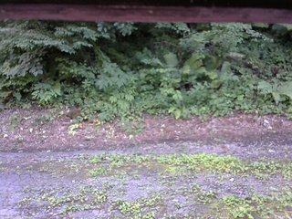 長野県菅平高原 ゆたか山荘 南側 2025/07/25 13:45