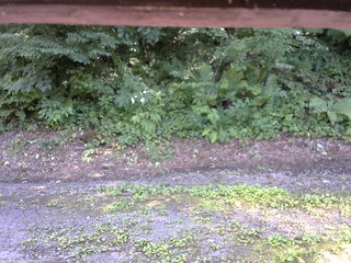 長野県菅平高原 ゆたか山荘 南側 2025/07/25 14:00