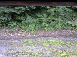 長野県菅平高原 ゆたか山荘 南側 2025/07/25 14:30