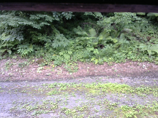 長野県菅平高原 ゆたか山荘 南側 2025/07/25 15:00