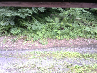 長野県菅平高原 ゆたか山荘 南側 2025/07/25 15:15