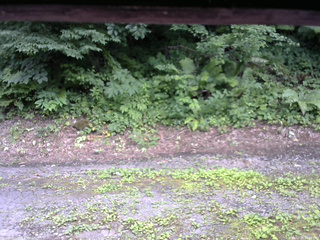 長野県菅平高原 ゆたか山荘 南側 2025/07/25 15:30