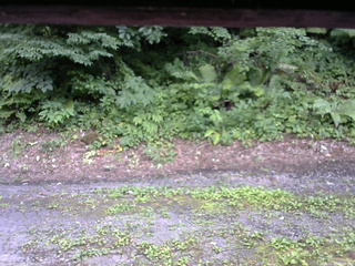 長野県菅平高原 ゆたか山荘 南側 2025/07/25 15:45