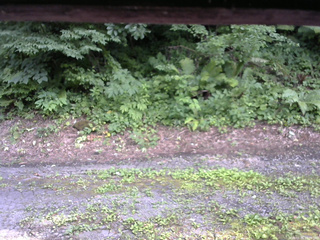 長野県菅平高原 ゆたか山荘 南側 2025/07/25 16:00