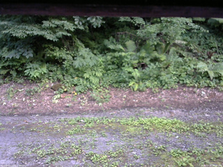 長野県菅平高原 ゆたか山荘 南側 2025/07/25 16:30