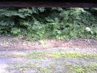 長野県菅平高原 ゆたか山荘 南側 2025/07/25 16:45