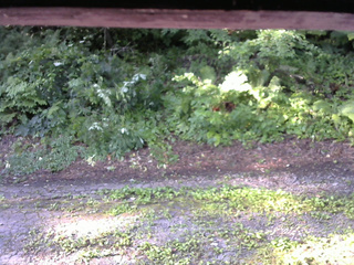 長野県菅平高原 ゆたか山荘 南側 2025/07/26 07:00