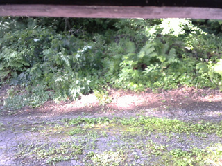 長野県菅平高原 ゆたか山荘 南側 2025/07/26 07:15