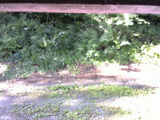 長野県菅平高原 ゆたか山荘 南側 2025/07/26 07:30