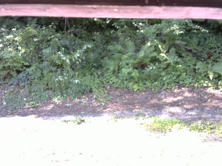 長野県菅平高原 ゆたか山荘 南側 2025/07/26 08:30