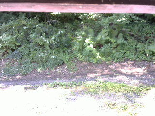 長野県菅平高原 ゆたか山荘 南側 2025/07/26 08:45