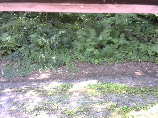 長野県菅平高原 ゆたか山荘 南側 2025/07/26 09:30