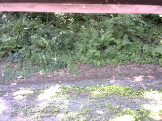 長野県菅平高原 ゆたか山荘 南側 2025/07/26 09:45