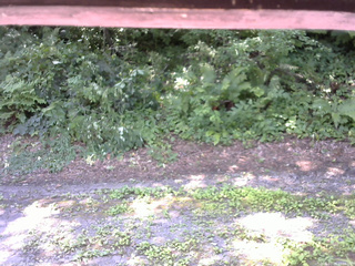 長野県菅平高原 ゆたか山荘 南側 2025/07/26 10:00