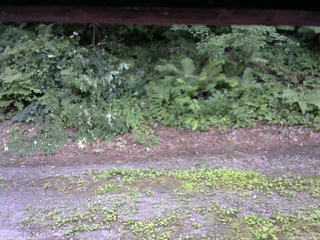 長野県菅平高原 ゆたか山荘 南側 2025/07/26 11:45