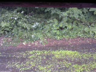 長野県菅平高原 ゆたか山荘 南側 2025/07/26 12:15