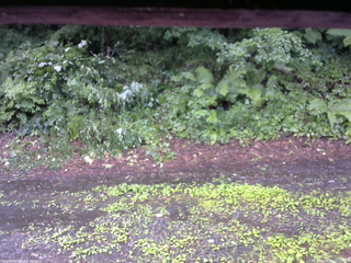 長野県菅平高原 ゆたか山荘 南側 2025/07/26 12:30