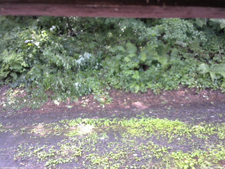 長野県菅平高原 ゆたか山荘 南側 2025/07/26 12:45