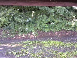 長野県菅平高原 ゆたか山荘 南側 2025/07/26 13:00