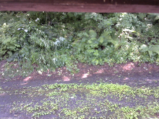 長野県菅平高原 ゆたか山荘 南側 2025/07/26 13:15