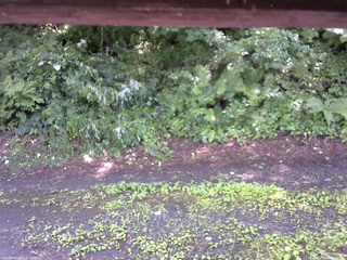 長野県菅平高原 ゆたか山荘 南側 2025/07/26 13:30