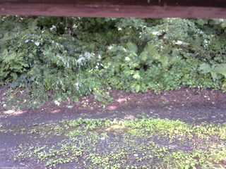 長野県菅平高原 ゆたか山荘 南側 2025/07/26 13:45