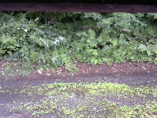 長野県菅平高原 ゆたか山荘 南側 2025/07/26 14:15