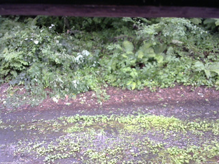 長野県菅平高原 ゆたか山荘 南側 2025/07/26 14:30