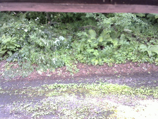 長野県菅平高原 ゆたか山荘 南側 2025/07/26 14:45