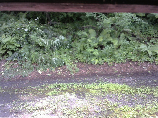 長野県菅平高原 ゆたか山荘 南側 2025/07/26 15:00