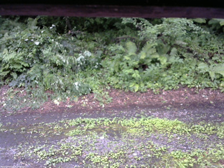 長野県菅平高原 ゆたか山荘 南側 2025/07/26 15:15