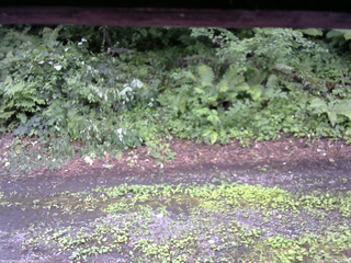 長野県菅平高原 ゆたか山荘 南側 2025/07/26 15:30