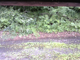 長野県菅平高原 ゆたか山荘 南側 2025/07/26 15:45