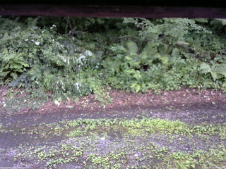 長野県菅平高原 ゆたか山荘 南側 2025/07/26 16:00