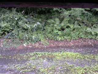 長野県菅平高原 ゆたか山荘 南側 2025/07/26 16:15