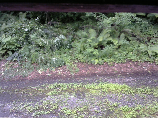 長野県菅平高原 ゆたか山荘 南側 2025/07/26 17:00