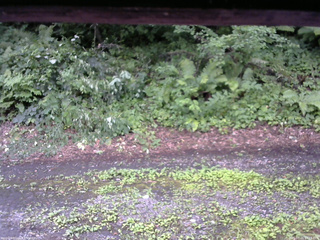 長野県菅平高原 ゆたか山荘 南側 2025/07/26 17:15