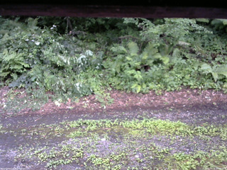 長野県菅平高原 ゆたか山荘 南側 2025/07/26 17:45