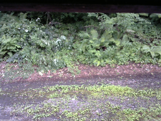 長野県菅平高原 ゆたか山荘 南側 2025/07/26 18:00