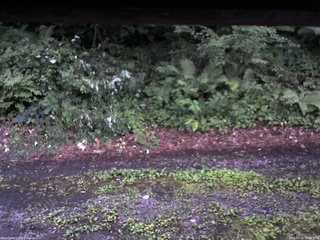 長野県菅平高原 ゆたか山荘 南側 2025/07/26 19:00