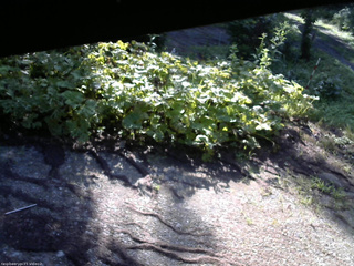 長野県菅平高原 ゆたか山荘 駐車場 2025/07/26 07:15