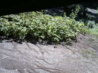 長野県菅平高原 ゆたか山荘 駐車場 2025/07/26 09:00