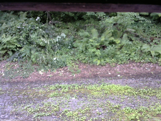 長野県菅平高原 ゆたか山荘 南側 2025/07/27 12:45