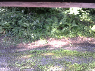 長野県菅平高原 ゆたか山荘 南側 2025/07/28 07:15