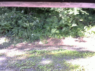 長野県菅平高原 ゆたか山荘 南側 2025/07/28 07:30