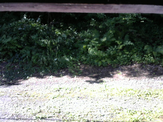 長野県菅平高原 ゆたか山荘 南側 2025/07/28 08:00